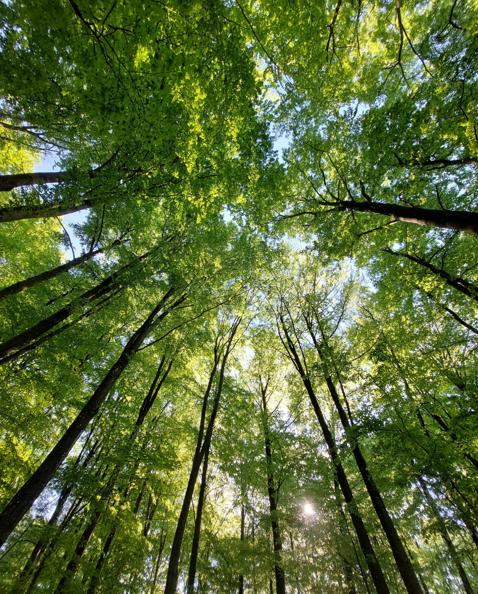 Vue d'une forêt